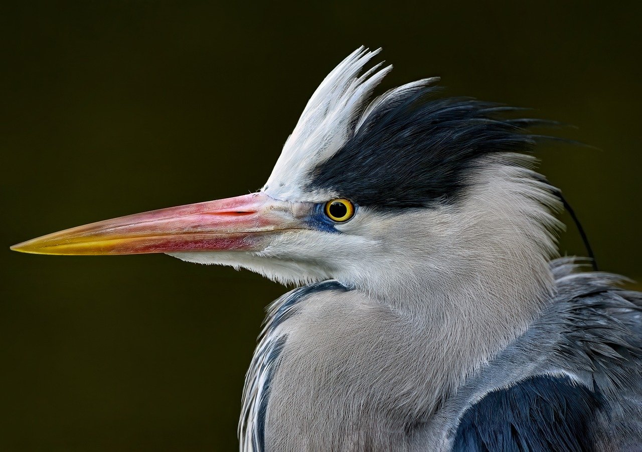 grey heron