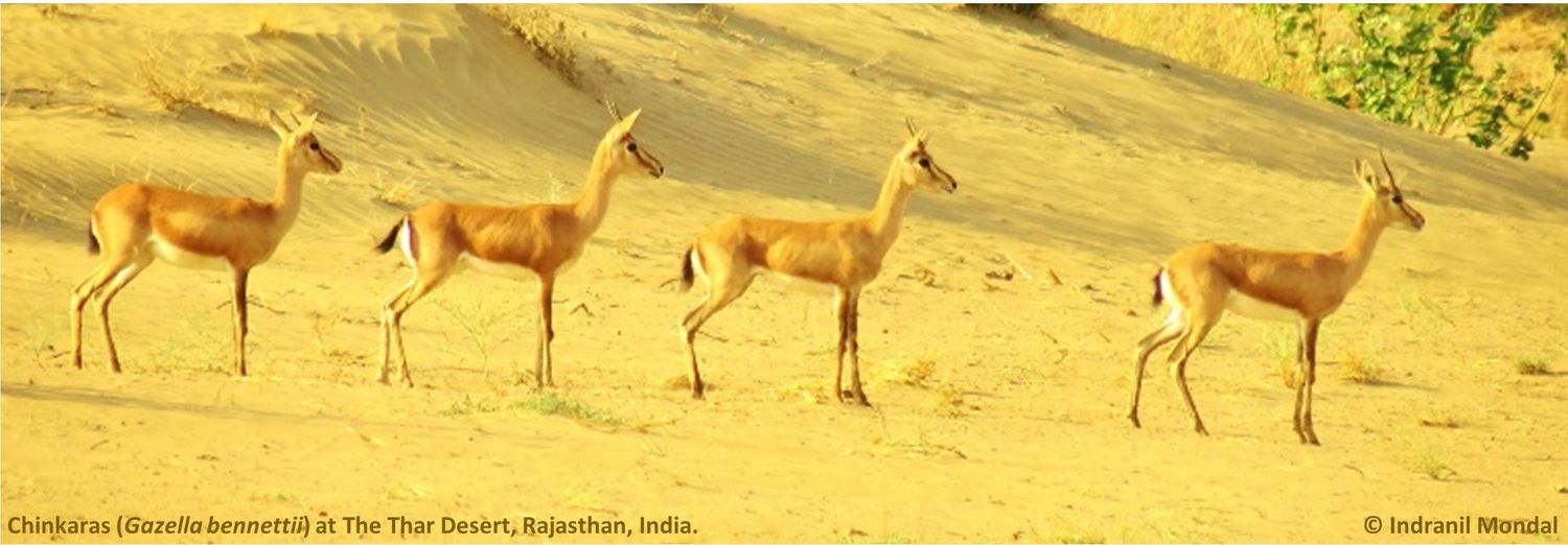 Chinkaras at the Thar Desert, Rajasthan, India