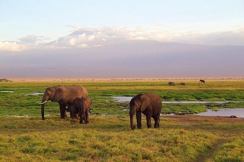 Two elephants grazing in a field with mountains in the background