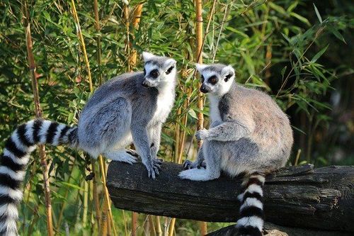 Two ring-tailed lemurs sitting on a branch in front of some bamboo
