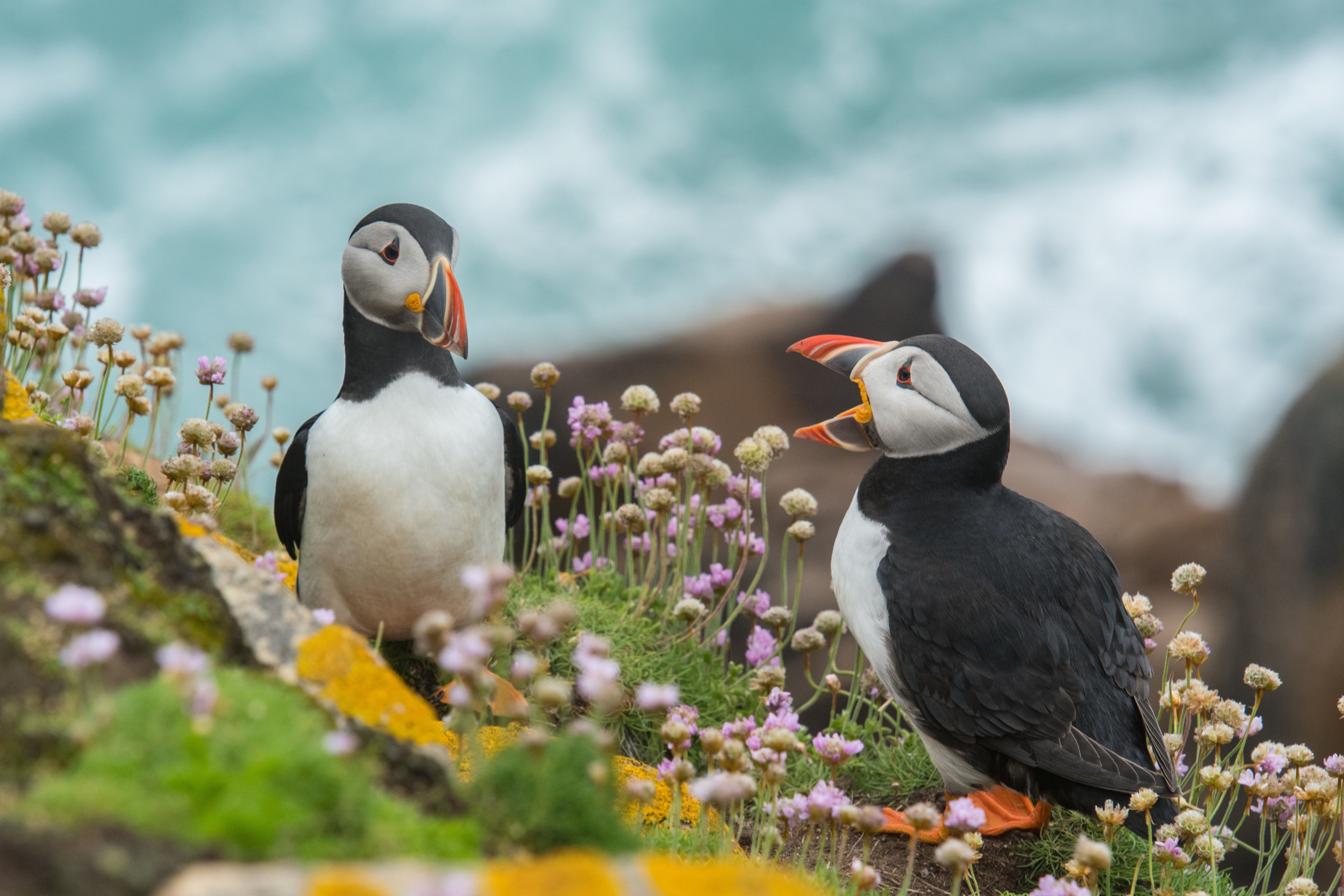 two puffins on cliff with flowers