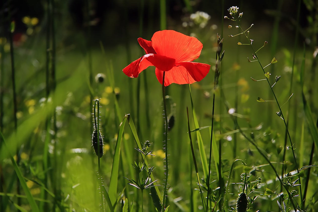 red poppy in field of green