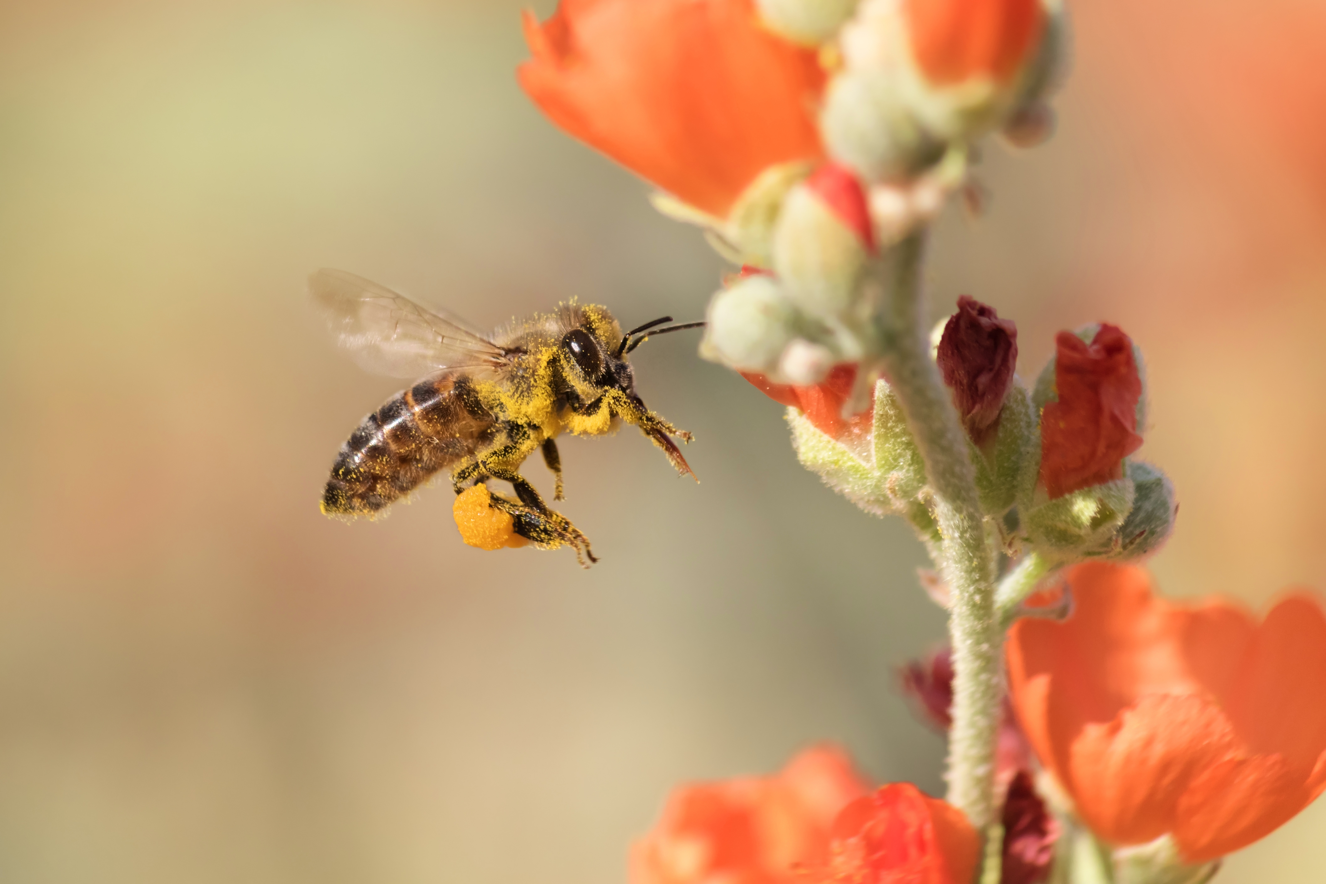 bee with pollen and red flowers
